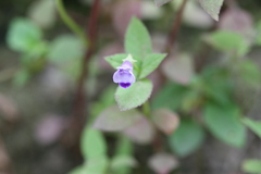 Torenia lindernioides
